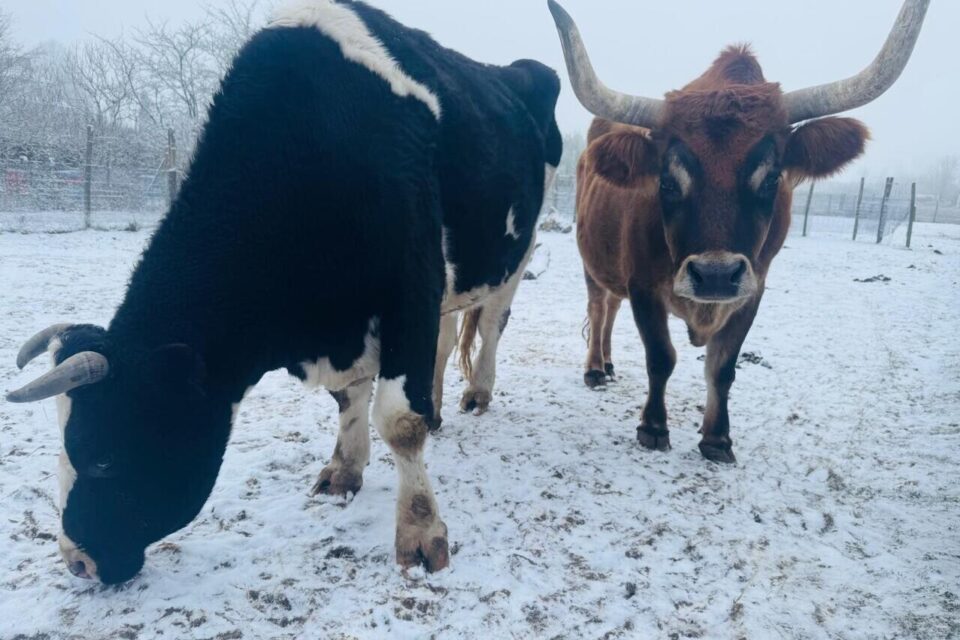 les quelques animaux restant au parc Edentara profite aussi de la neige.